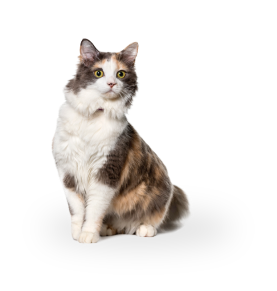 Chat
