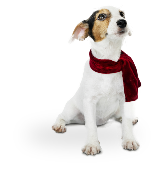 Chien