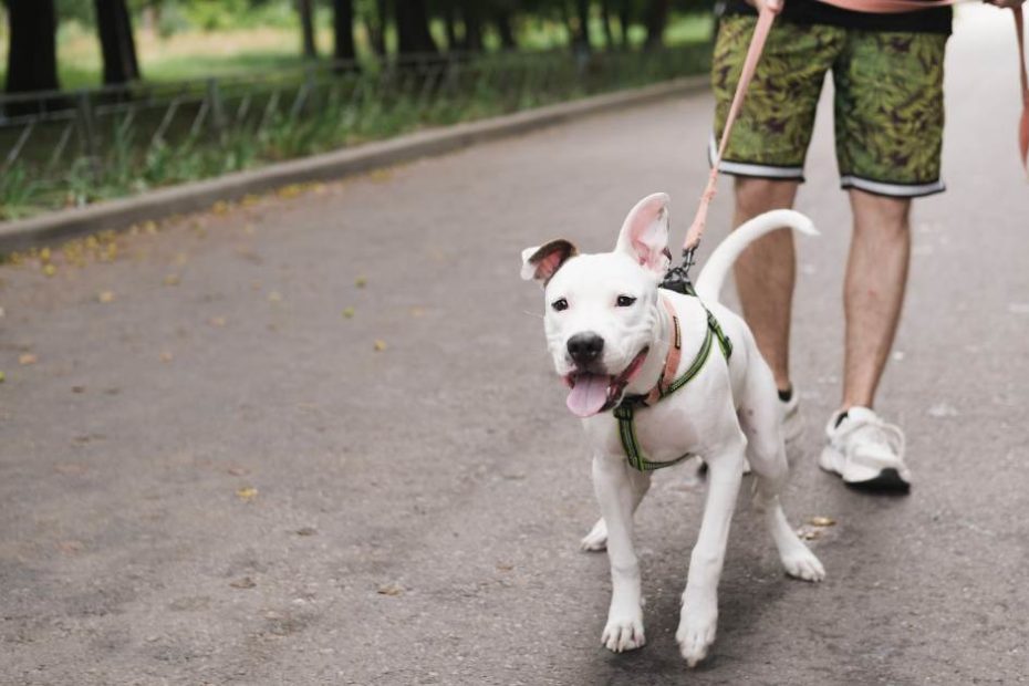 Comment éduquer un chien hyperactif ?
