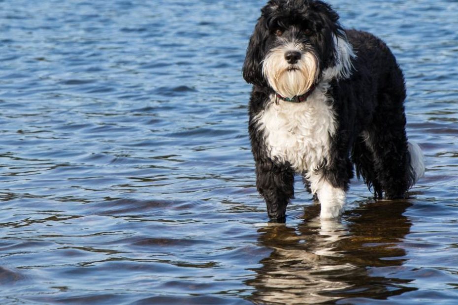 Chien d'eau portugais