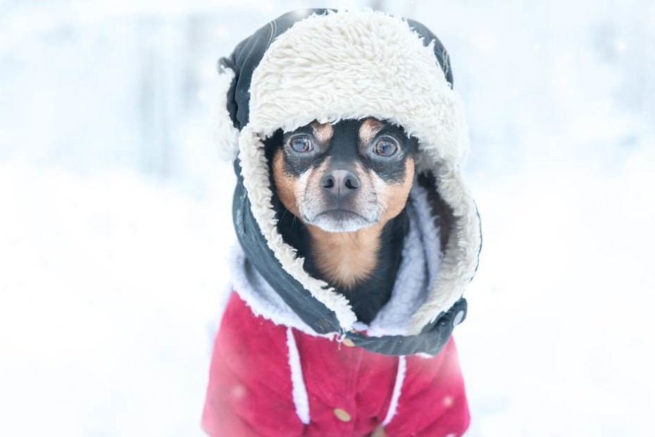 Dois-je protéger mon chien du froid ?