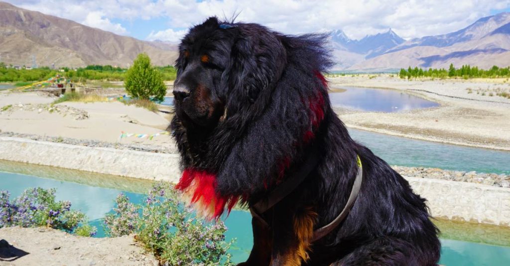 Un chien protecteur