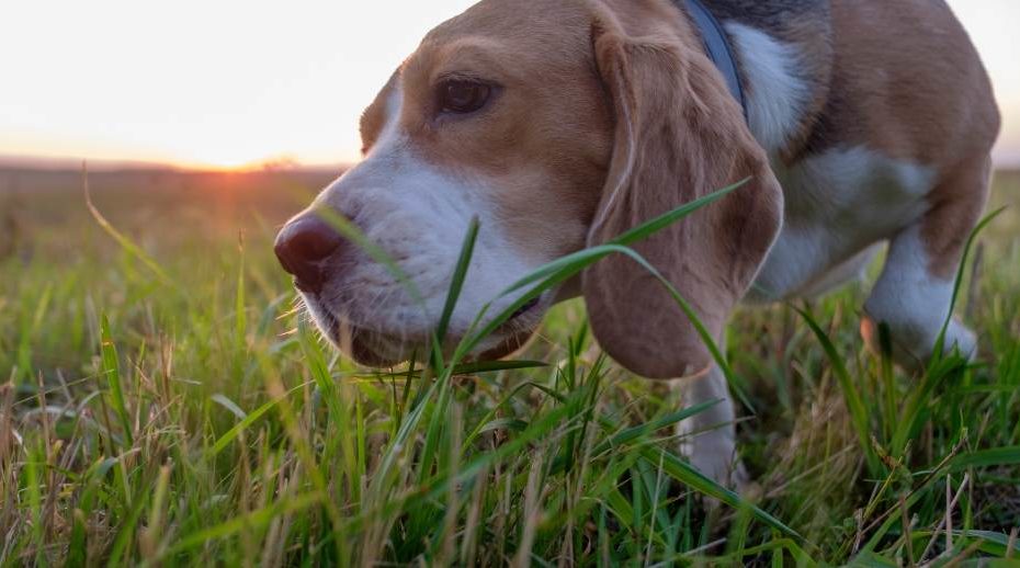 Pourquoi mon chien mange de l’herbe ?